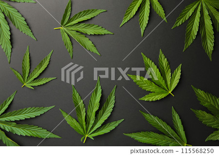 Cannabis leaves, marijuana leaves on black background 115568250