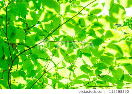 Green leaves with sunlight filtering through them 115568290