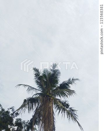 palm trees against blue sky 115568381