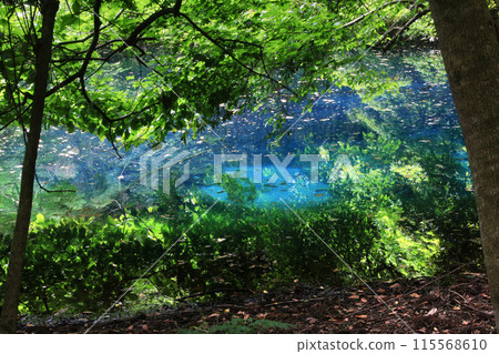 Mysterious Lake Maruike (Yuza Town, Yamagata Prefecture) 115568610