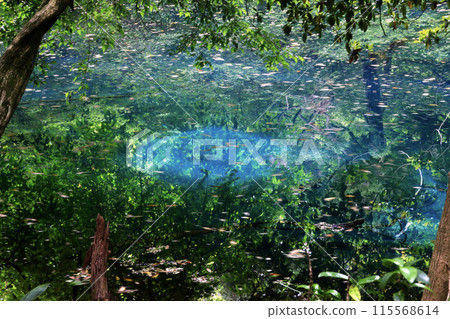 Mysterious Lake Maruike (Yuza Town, Yamagata Prefecture) Mysterious Lake Maruike (Yuza Town, Yamagata Prefecture) 115568614