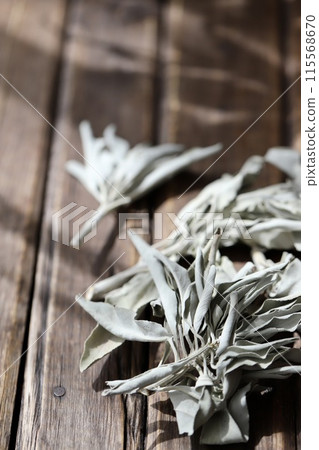 無農藥白鼠尾草用樹枝塗抹草本 115568670