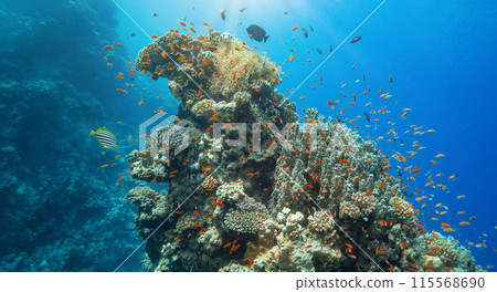 Panoramic View of Beautiful Coral Reef with Colored Hard Corals and Fish. Marsa Alam, Egypt. Panoramic View of Beautiful Coral Reef with Colored Hard Corals and Fish. Marsa Alam, Egypt. 115568690