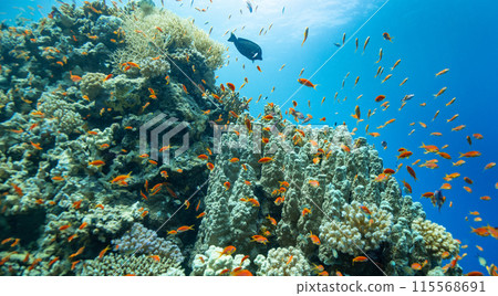 Panoramic View of Beautiful Coral Reef with Colored Hard Corals and Fish. Marsa Alam, Egypt. Panoramic View of Beautiful Coral Reef with Colored Hard Corals and Fish. Marsa Alam, Egypt. 115568691