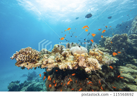 Panoramic View of Beautiful Coral Reef with Colored Hard Corals and Fish. Marsa Alam, Egypt. 115568692