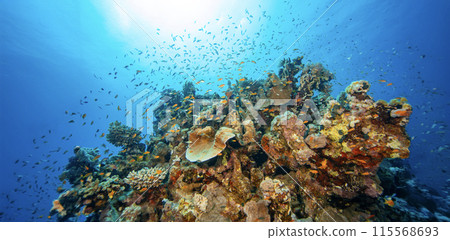 Panoramic View of Beautiful Coral Reef with Colored Hard Corals and Fish. Marsa Alam, Egypt. Panoramic View of Beautiful Coral Reef with Colored Hard Corals and Fish. Marsa Alam, Egypt. 115568693