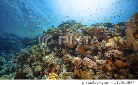Panoramic View of Beautiful Coral Reef with Colored Hard Corals and Fish. Marsa Alam, Egypt. 115568694