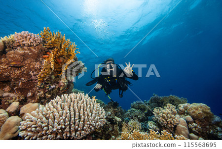 Young Woman Diver Showing OK Sign. Coral Reef with Colored Hard Corals and Fish. Marsa Alam, Egypt. Young Woman Diver Showing OK Sign. Coral Reef with Colored Hard Corals and Fish. Marsa Alam, Egypt. 115568695