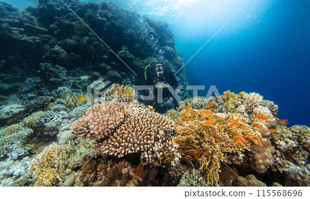 Young Woman Diver Exploring Sea Bottom. Coral Reef with Colored Hard Corals and Fish. Marsa Alam, Egypt. 115568696
