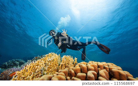 Young Woman Diver Showing OK Sign. Coral Reef with Colored Hard Corals and Fish. Marsa Alam, Egypt. 115568697