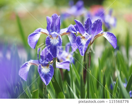 小鳶尾在陽光下綻放 115568776