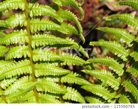 Fern leaves 115568785