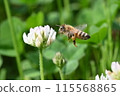飛蜜蜂 115568865