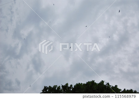 There are many swifts flying high in the sky. Apus is called the king of the sky, it is a beautiful bird with a sickle-shaped wing that can reach speeds of up to 120 km/h. There are many swifts flying high in the sky. Apus is called the king of the sky, it is a beautiful bird with a sickle-shaped wing that can reach speeds of up to 120 km/h. 115568979