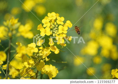 Bee on a rape flower in the garden, closeup of photo 115569277