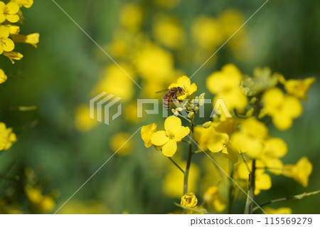 Bee on a rape flower in the garden, closeup of photo Bee on a rape flower in the garden, closeup of photo 115569279