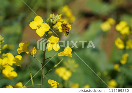 Bee on a rape flower in the garden, closeup of photo 115569280