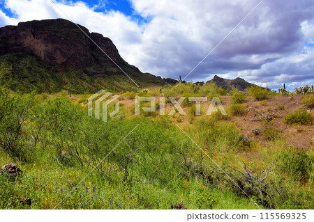 Sonora Desert Arizona Picacho Peak State Park 115569325