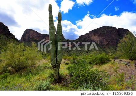 Sonora Desert Arizona Picacho Peak State Park 115569326