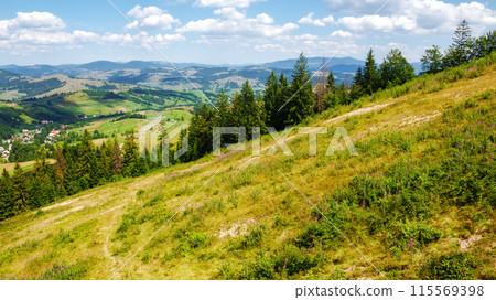 coniferous forest on the green grassy slopes of borzhava ridge. sunny day. rural valley in the distance. wonderful scenery of carpathian mountain range of ukraine in summer 115569398