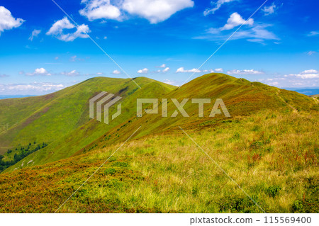 green alpine meadows of carpathian mountain ridge borzhava on a sunny day. grassy rolling hills under the blue sky in summer. popular travel destination to fill the beauty of ukrainian landscape 115569400