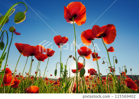 red poppy field. beautiful countryside landscape at sunset beneath a blue sky in summer. sun behind the flowers. wonderful outdoor nature background red poppy field. beautiful countryside landscape at sunset beneath a blue sky in summer. sun behind the flowers. wonderful outdoor nature background 115569402