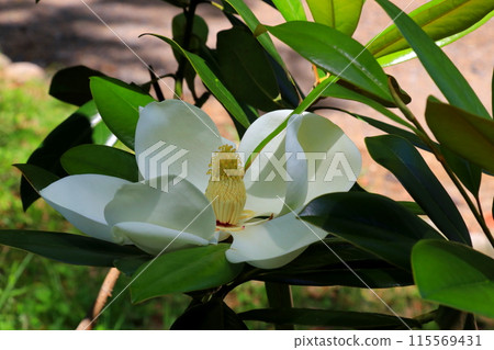 White Taisangbok flower White Taisangbok flower 115569431