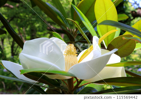 White Taisangbok flower 115569442