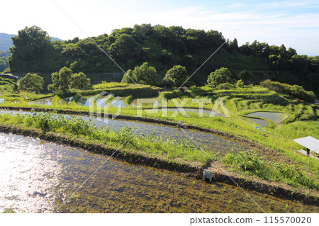下赤坂的梯田(日本梯田百選)/大阪府千早赤坂村 下赤坂的梯田(日本梯田百選)/大阪府千早赤坂村 115570020