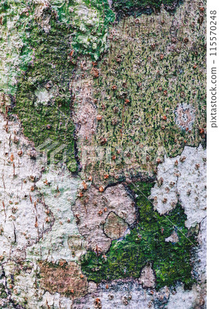 Fabulous bright textures of evergreen tree in Island jungle. Immersing into vital nature energy 115570248