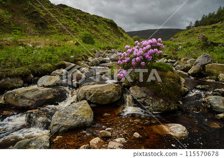 Ireland highland river, waterfall, tree Ireland highland river, waterfall, tree 115570678