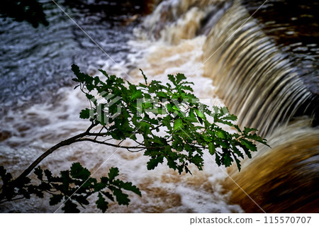 Ireland highland river, waterfall, tree 115570707