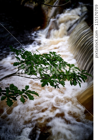 Ireland highland river, waterfall, tree 115570709