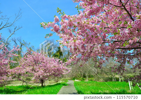 石瀨市的櫻花（新潟縣） 115570710