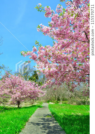 Ishize Cherry Blossoms (Niigata Prefecture) Ishize Cherry Blossoms (Niigata Prefecture) 115570711