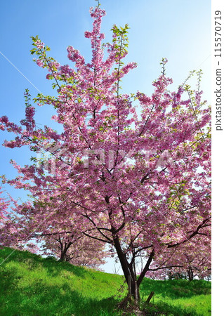 Ishize Cherry Blossoms (Niigata Prefecture) 115570719
