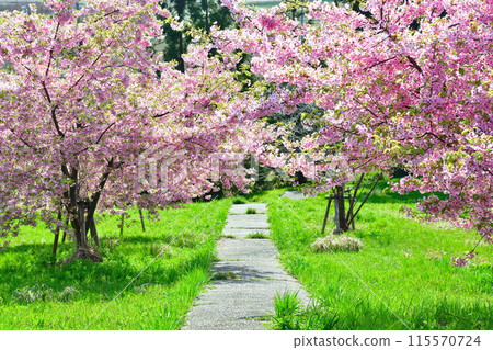 Ishize Cherry Blossoms (Niigata Prefecture) 115570724
