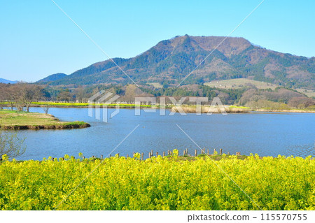上潟公園、油菜花和角田山(新潟縣) 上潟公園、油菜花和角田山(新潟縣) 115570755