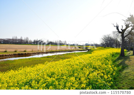 Rape blossoms in Uesekigata Park (Niigata Prefecture) 115570780