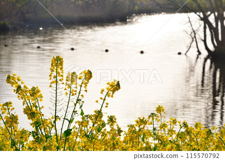 Rape blossoms in Uesekigata Park (Niigata Prefecture) 115570792