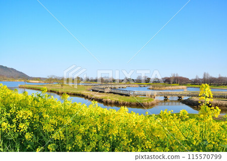 Rape blossoms in Uesekigata Park (Niigata Prefecture) Rape blossoms in Uesekigata Park (Niigata Prefecture) 115570799