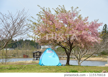 柏崎夢之森公園的櫻花(新潟縣) 柏崎夢之森公園的櫻花(新潟縣) 115570818