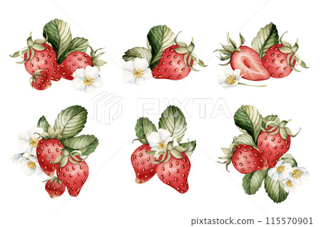 Strawberry with flowers and leaves, set of watercolor isolated illustrations. Compositions of berry fruits for table textile, porcelain crockery, delicious prints, summer fabrics and food packages Strawberry with flowers and leaves, set of watercolor isolated illustrations. Compositions of berry fruits for table textile, porcelain crockery, delicious prints, summer fabrics and food packages 115570901