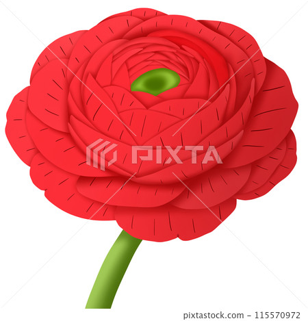 red flower isolated on white background red flower isolated on white background 115570972