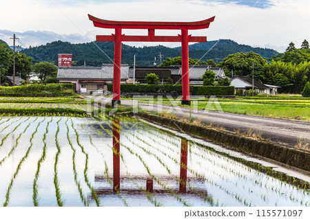 Large torii gate reflected in rice fields, Sugawara Shrine (Mizuru Tenmangu), Mizuru, Ebino City, Miyazaki Prefecture Large torii gate reflected in rice fields, Sugawara Shrine (Mizuru Tenmangu), Mizuru, Ebino City, Miyazaki Prefecture 115571097