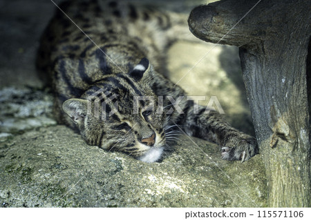 Sleeping Fishing Cat 115571106