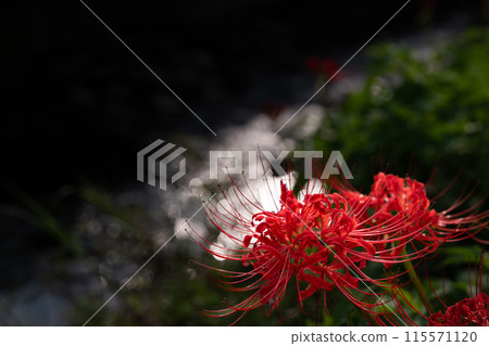 Koidegawa Red Spider Lily 2023 Koidegawa Red Spider Lily 2023 115571120