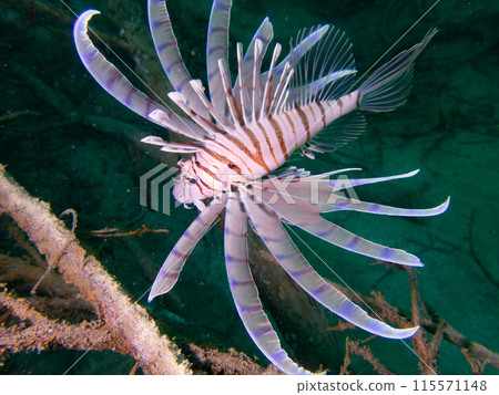 Lionfish floating on the water surface Lionfish floating on the water surface 115571148