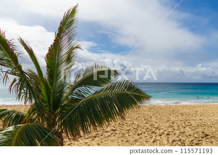 A palm tree on a sandy beach with the ocean in the background A palm tree on a sandy beach with the ocean in the background 115571193