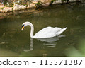 Kurashiki River with swans 115571387